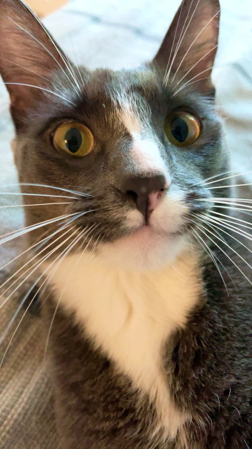 Zulius (and Mindy) - offered by owner - In/out cat