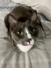 Zulius (and Mindy) - offered by owner - In/out cat