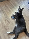 Zulius (and Mindy) - offered by owner - In/out cat