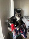 Zulius (and Mindy) - offered by owner - In/out cat