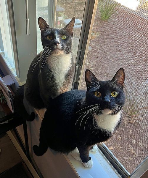 Mindy (and Zulius) - Offered by Owner - In/Out