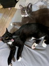 Mindy (and Zulius) - Offered by Owner - In/Out