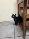 Mindy (and Zulius) - Offered by Owner - In/Out