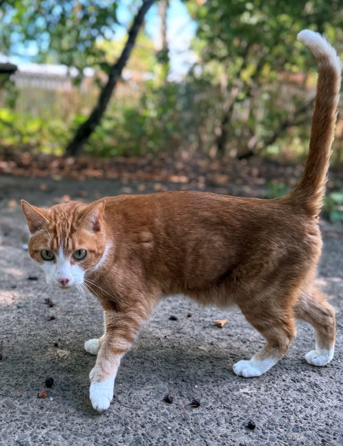 CHARLIE - Offered by Owner - Indoor/out