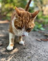 CHARLIE - Offered by Owner - Indoor/out