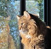 LUNA - Offered by Owner - Maine Coon