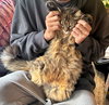 LUNA - Offered by Owner - Maine Coon