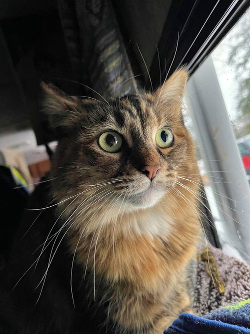 LUNA - Offered by Owner - Maine Coon