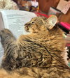 LUNA - Offered by Owner - Maine Coon
