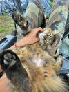LUNA - Offered by Owner - Maine Coon