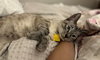 ANDREW - Offered by Owner - Young Lynx Pt.