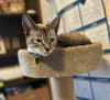 ANDREW - Offered by Owner - Young Lynx Pt.