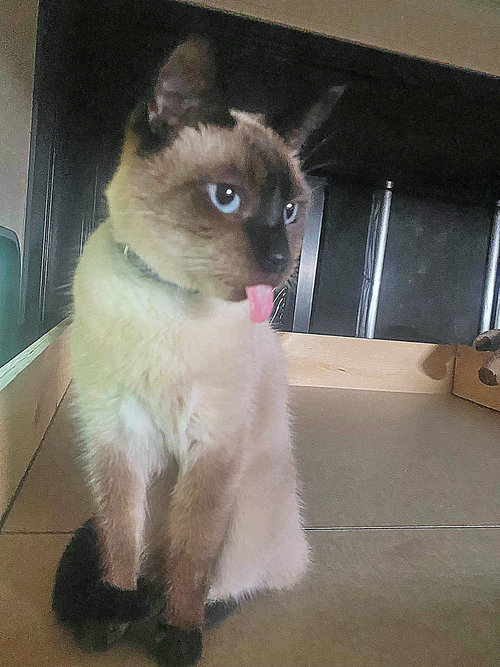 ZEPPELIN - Offered by Owner - Young Siamese