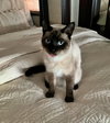 ZEPPELIN - Offered by Owner - Young Siamese