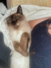 ZEPPELIN - Offered by Owner - Young Siamese
