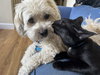 MAX - Good with Dogs!