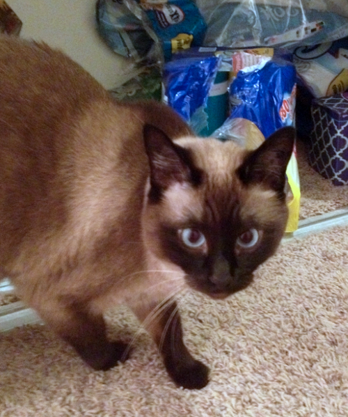 EWOK - Offered by Owner - Senior Declaw