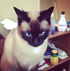 EWOK - Offered by Owner - Senior Declaw