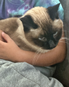 EWOK - Offered by Owner - Senior Declaw