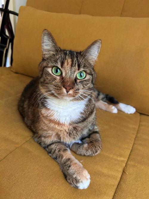 picture of the cat needing adoption