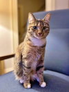 PIPPA #1674- Offered by Owner - Single Cat