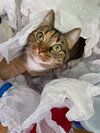 PIPPA #1674- Offered by Owner - Single Cat
