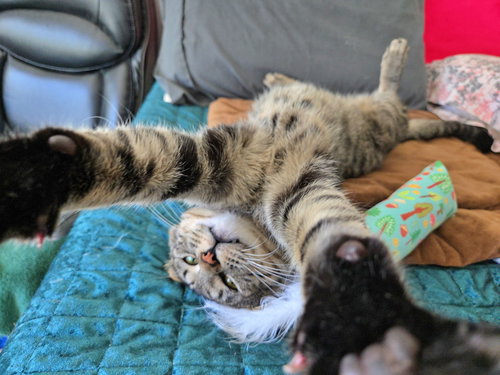 picture of the cat needing adoption