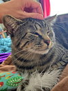 TOM TOM - Offered by Owner - Special Needs