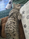 TOM TOM - Offered by Owner - Special Needs