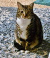 MAGGIE - Offered by Owner