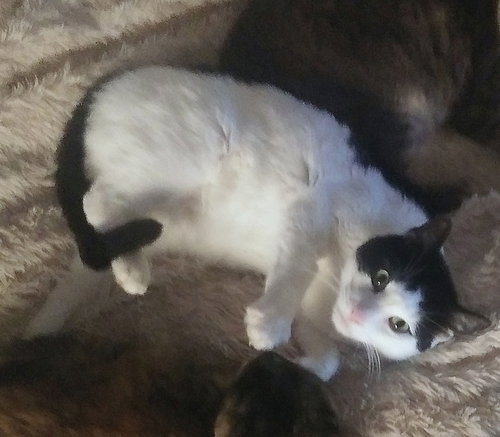 Marley - Friendly Adult #1677-A