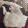 Marley - Friendly Adult #1677-A