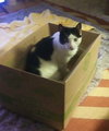Marley - Friendly Adult #1677-A