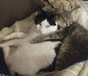 Marley - Friendly Adult #1677-A