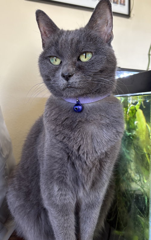 picture of the cat needing adoption