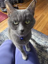 SHADOW #1677 - Offered by Owner - Special Needs