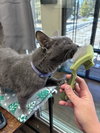 SHADOW #1677 - Offered by Owner - Special Needs
