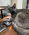 SHADOW #1677 - Offered by Owner - Special Needs