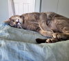 OLIVER #1681 - Offered by Owner