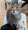 OLIVER #1681 - Offered by Owner