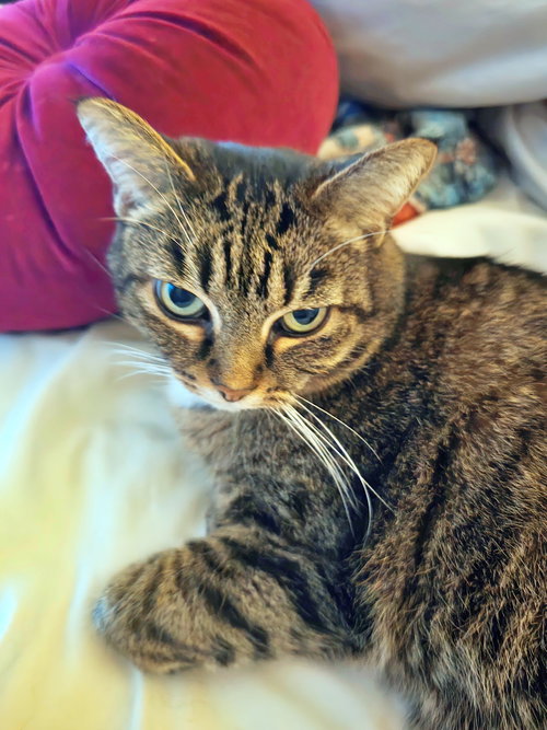 LILY #1684- Offered by Owner - Quirky Senior