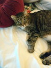 LILY #1684- Offered by Owner - Quirky Senior