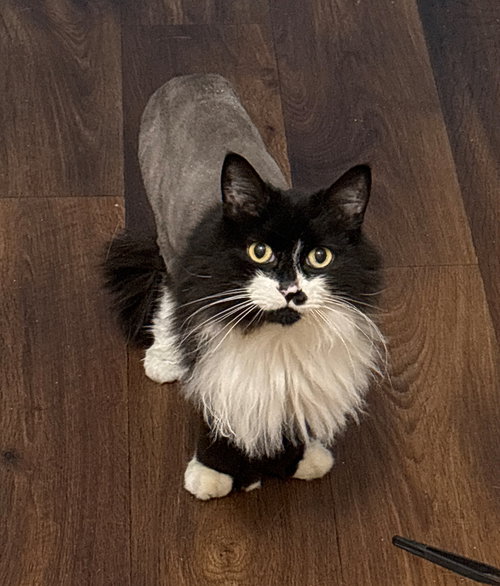 MICKEY #1685 - Offered by Owner  Floofy Young Male