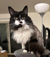 MICKEY #1685 - Offered by Owner  Floofy Young Male