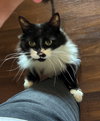 MICKEY #1685 - Offered by Owner  Floofy Young Male