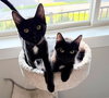 ROXY & MERCEDES - Twice the Sister Fun!