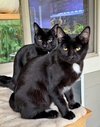 ROXY & MERCEDES - Twice the Sister Fun!