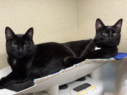 picture of the cat needing adoption