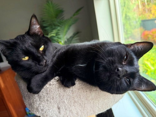 ROXY & MERCEDES - Twice the Sister Fun!