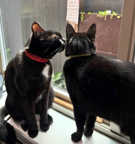 MERCY & ROXY - Twice the Sister Fun!